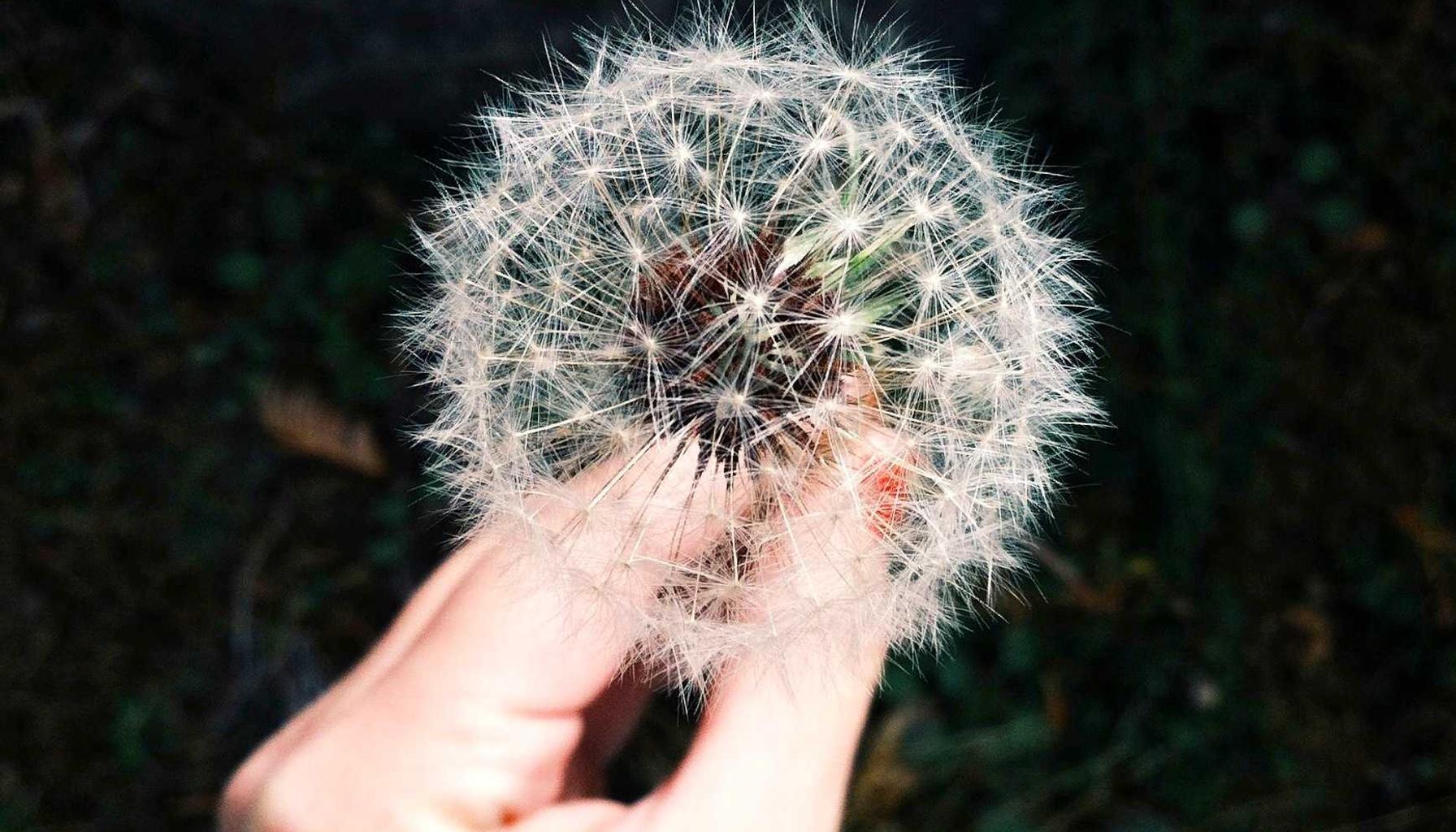 Searching for a female partner for the "loneliest" plant