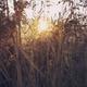 'Money always wins': Inside Sydney's underground tree-killing industry