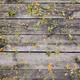 Approximating sum types in Python with Pydantic